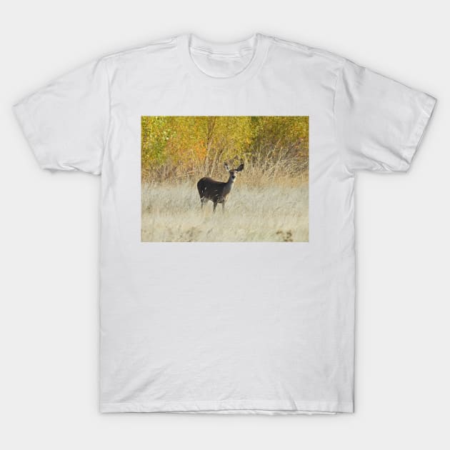 Deer, wildlife, Golden Surprise T-Shirt by sandyo2ly